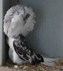 Porumbei Maria Stuart (Gulerati sau Iacobini)