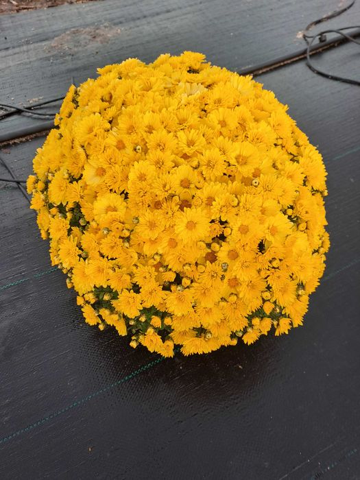 Кълбовидна хризантема-13лв