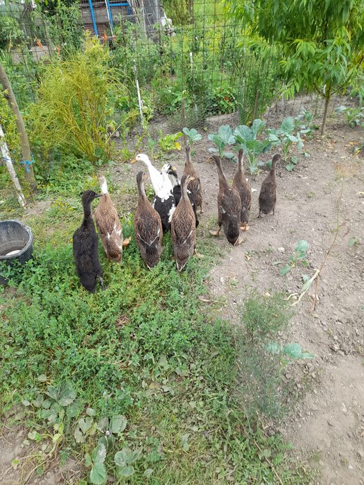 rate indiene de vanzare ' Anunturi ' OLX.ro