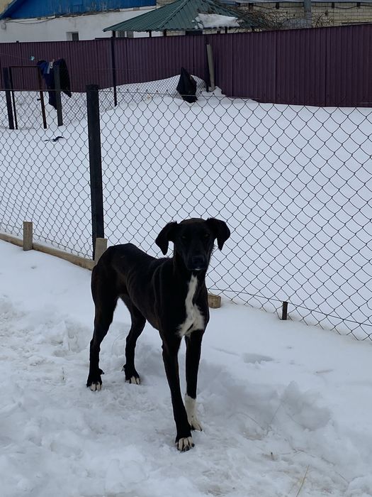 Жарғақ тазы сатам