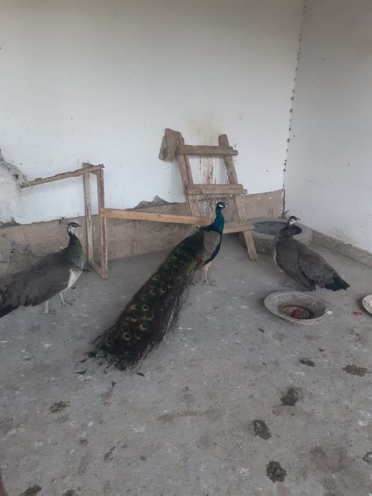 Павлин срочна сатылады