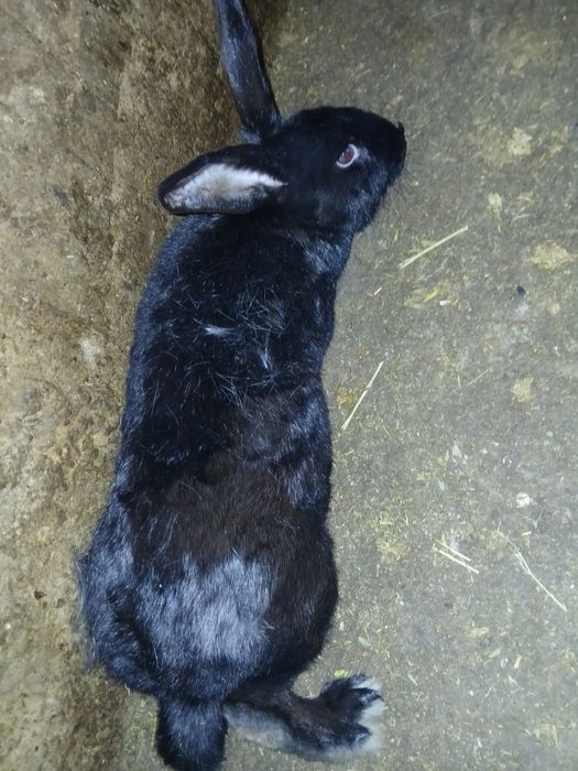 Большая кролчиха.