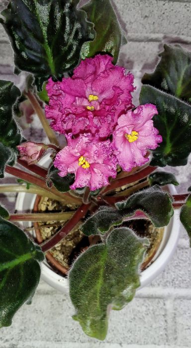 Продам фиалки сортовые