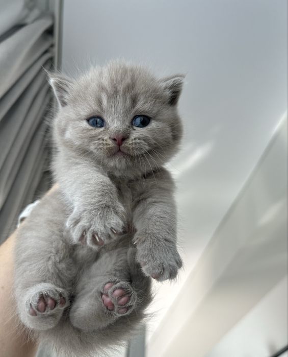 British shorthair Blue and Cappucino