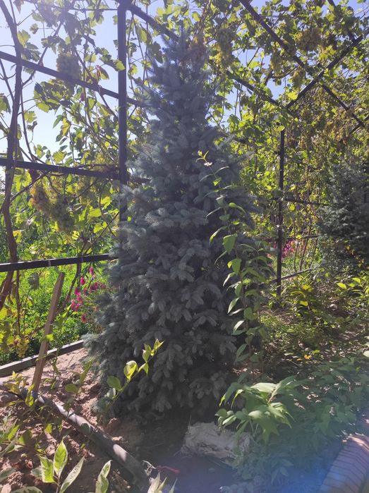 Елка сатылады бағасын келесемыз срочно