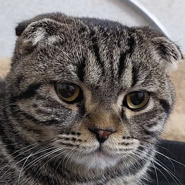 Взрослый породистый шотландский кот