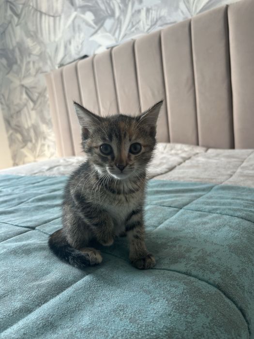 Отдам котенка 3 мес