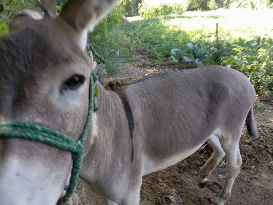 Продам гель для роста бороды