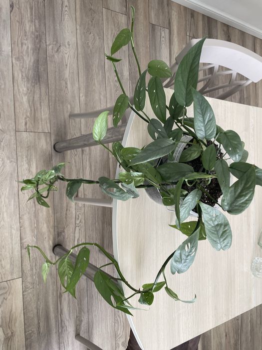 Эпипремнум себу блю