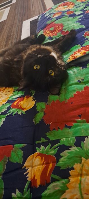 Отдается Даром В Хорошие Руки