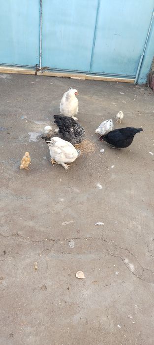 Тауык шожелермен.