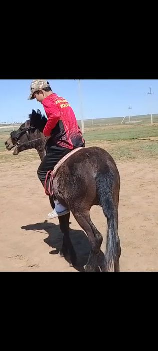 Продам жеребчика