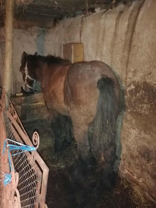 De vânzare un mânz