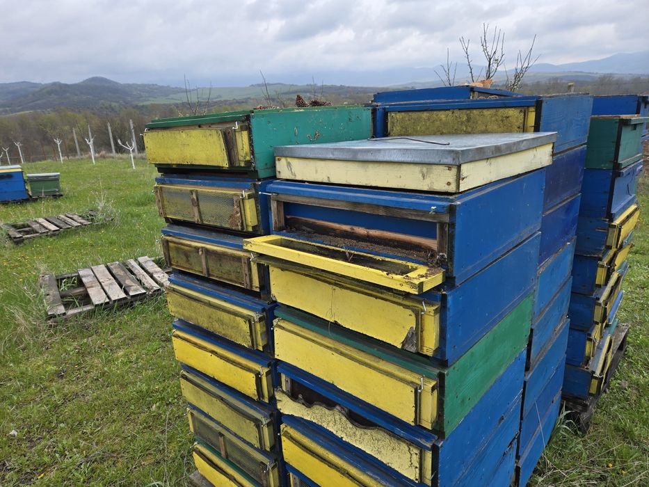 Stupi, lazi, fund antivarooua, caturi