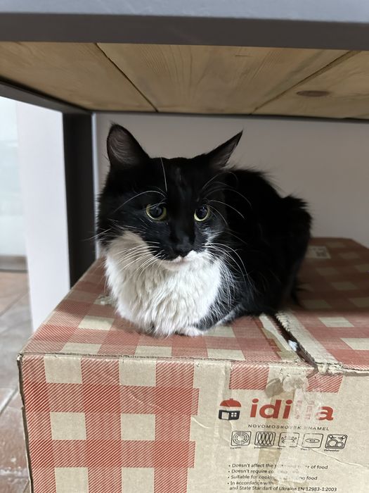 Кошка в добрые руки