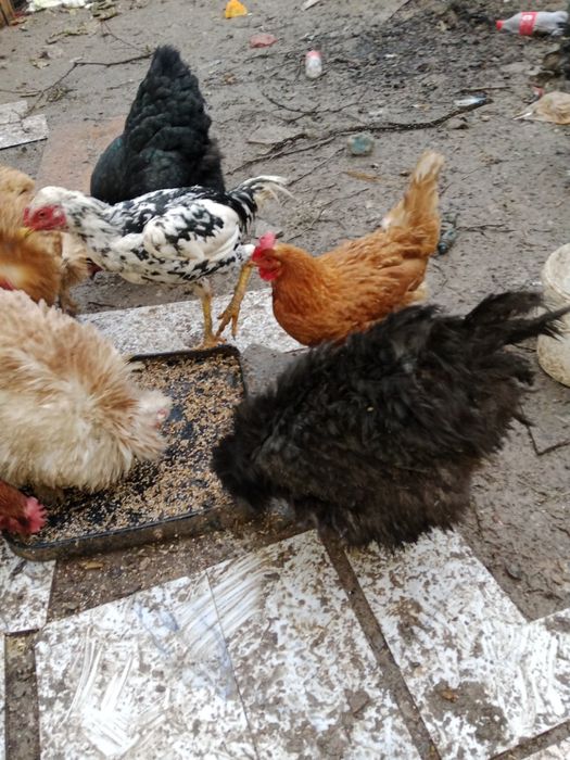 Обмен варианты ваша