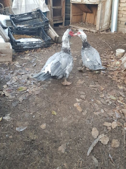 Продам  индауток