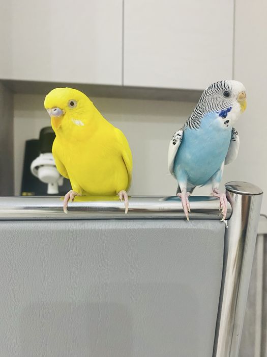 Продам 2-попугая с клеткой