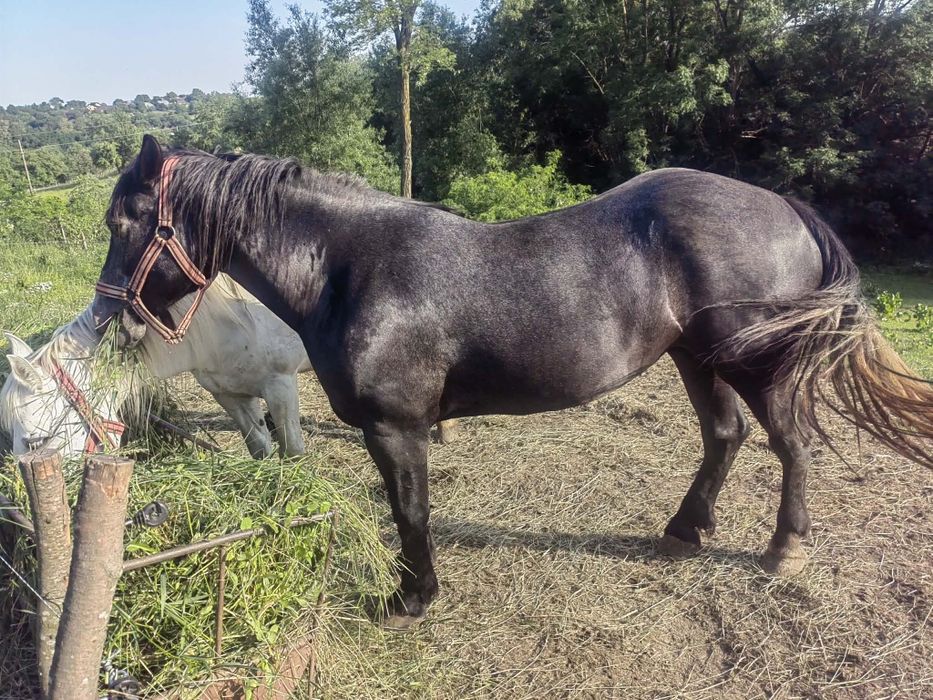 Vand manză  si iapă