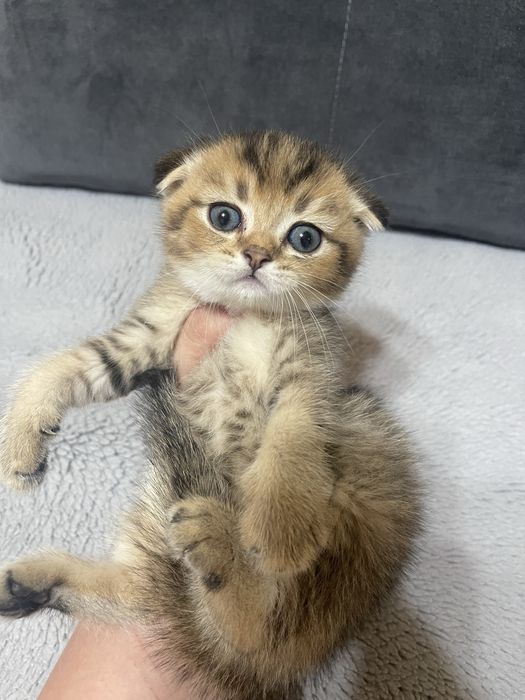 Продаются котята