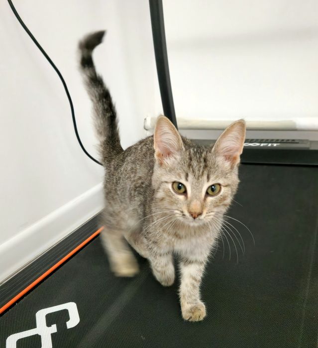 котёнок 3 месяца