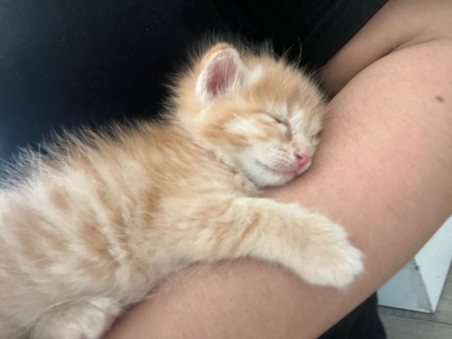 Котенок ищет хороших хозяев