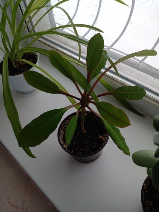 Комнатные растения - цветы