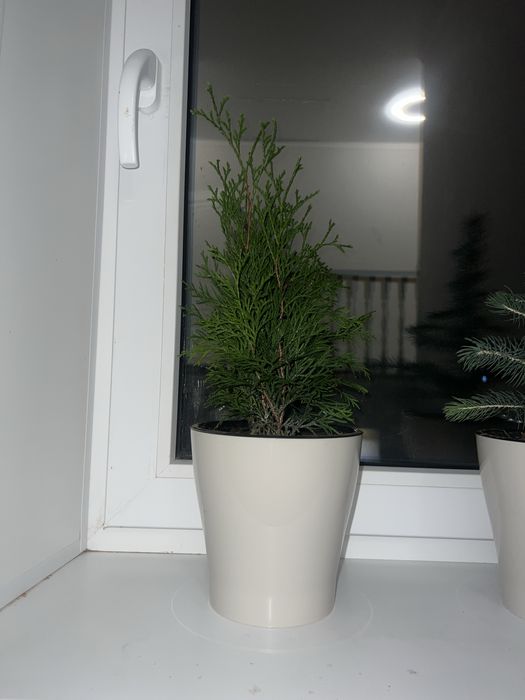 Продам саженецы туи, ели
