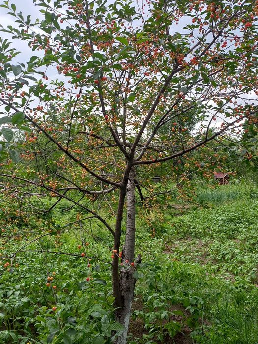 Продам дачу в г.Текели