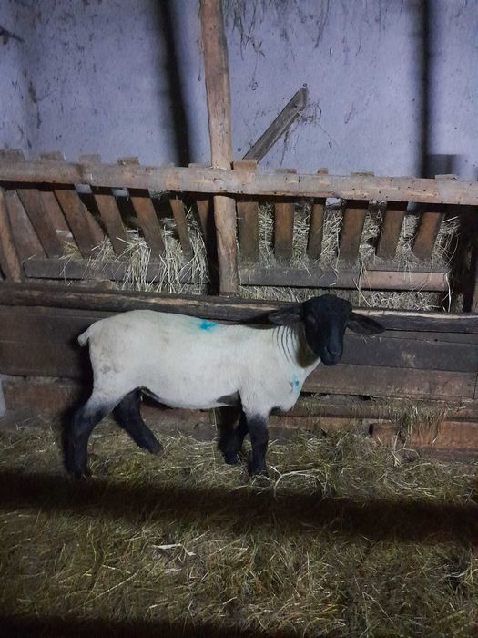 Berbecuti suffolk disponibili