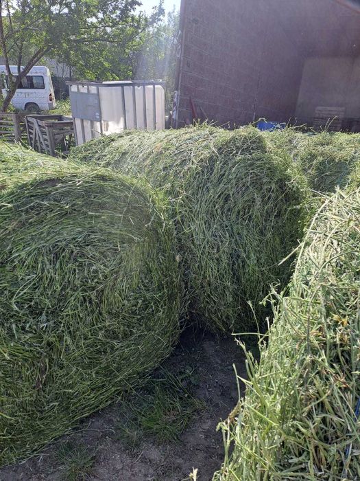 balot lucerna infoliata