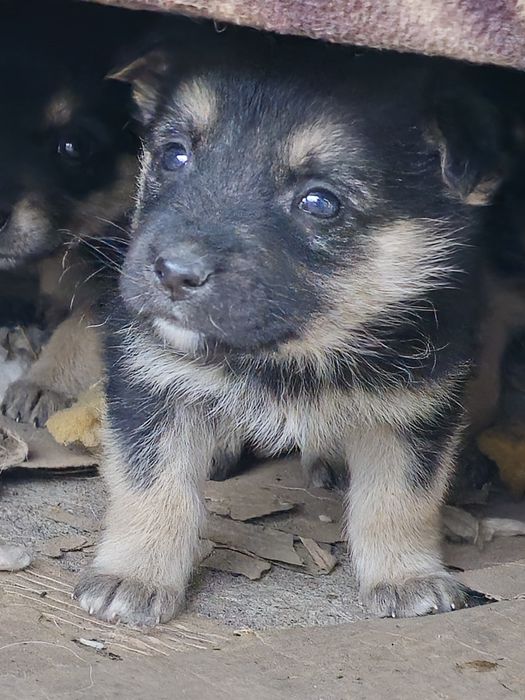 Отдаём щенят в добрые руки