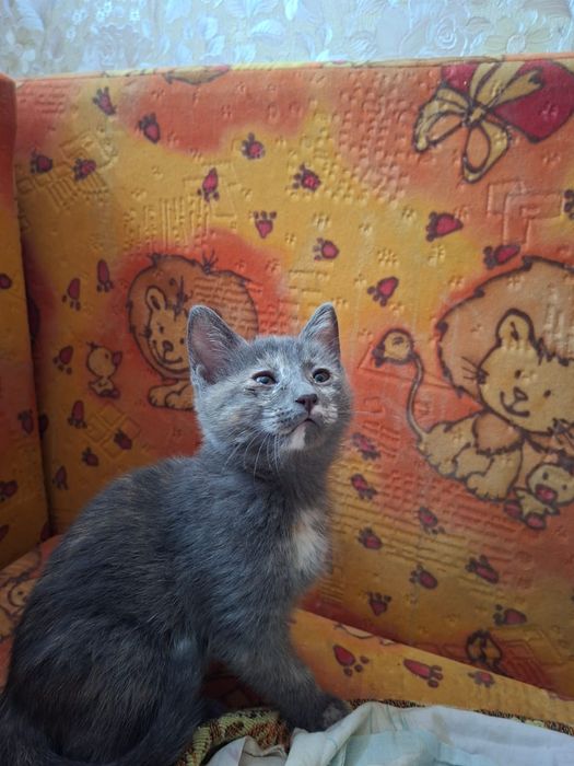Котята бесплатно Тараз