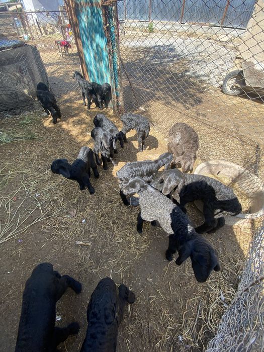 Сут ишетин козылар