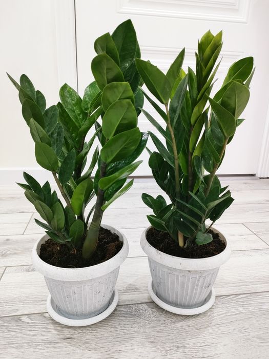 Комнатные растения. Доставка