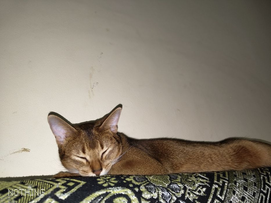 Абиссинская кошка (вязка)