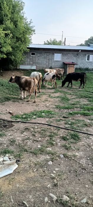 Продам хороших коров