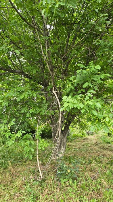 Грецкий орех 4 дерева