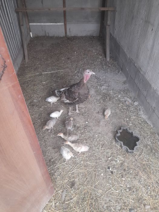 Продам индюшат месячные