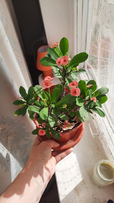 Молочай мелкоцветковый розовый цвет