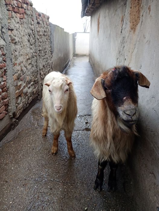 Vând 3 țapi , Braneț Olt