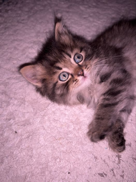 котик мальчик продается