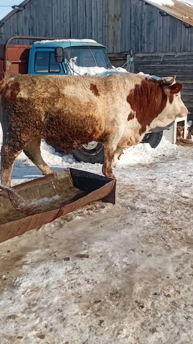 Бык производитель. Симментал.