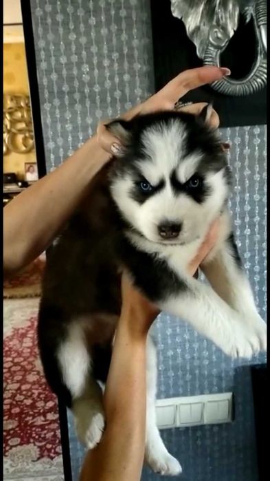 мальчик хаски красавчик с голубыми глазками