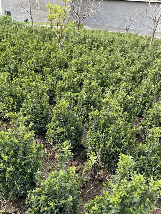 Шамшод кўчатлар 5 йиллик. Shamshod