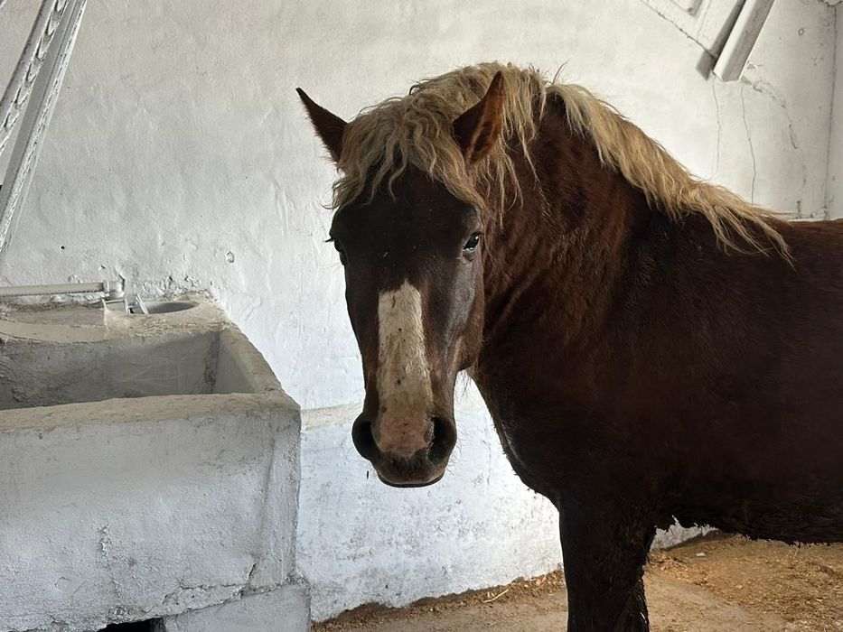 Продам Тяжеловоза