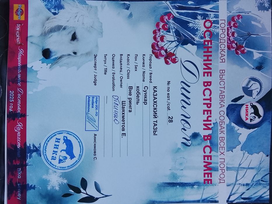 Шашақ құлақ тазы.