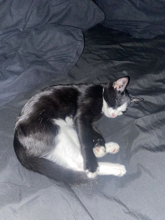 Отдам котика примерно 2 месяца
