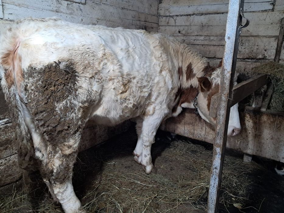 Продам стельную тёлку.