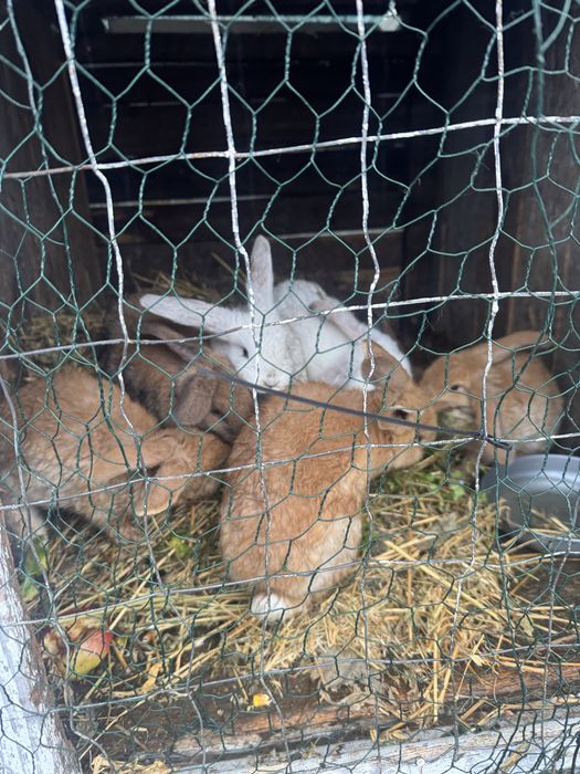 Vand iepurasi urias german